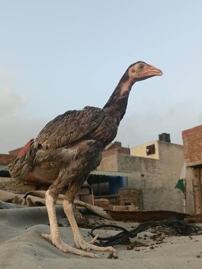 Lakha Aseel Rooster 