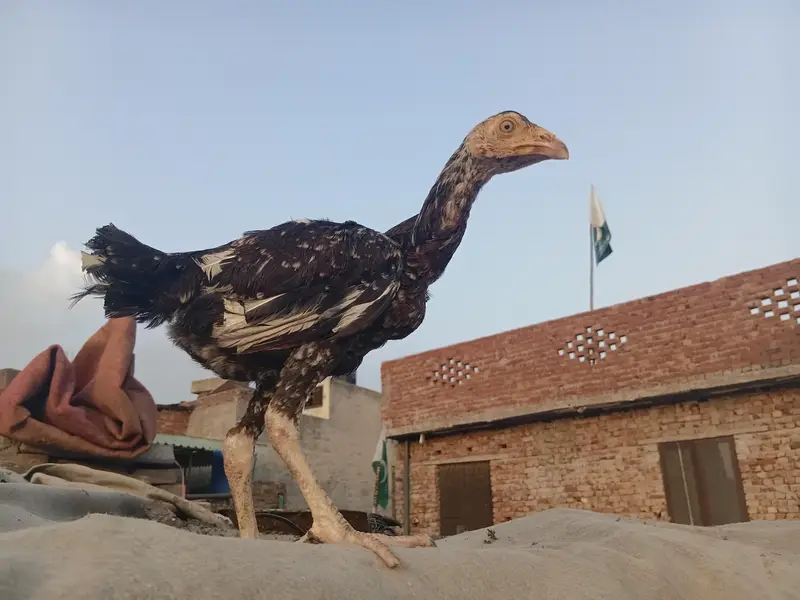 Lakha Aseel Rooster  — photo 2