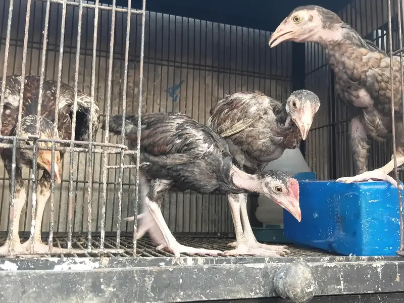 Lakha Aseel Rooster  — photo 3