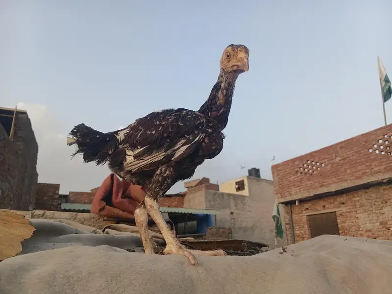 Lakha Aseel Rooster  — photo 4