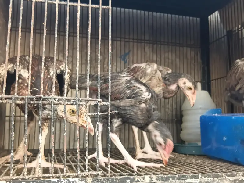 Lakha Aseel Rooster  — photo 5