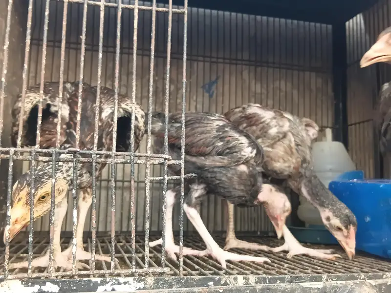 Lakha Aseel Rooster  — photo 6