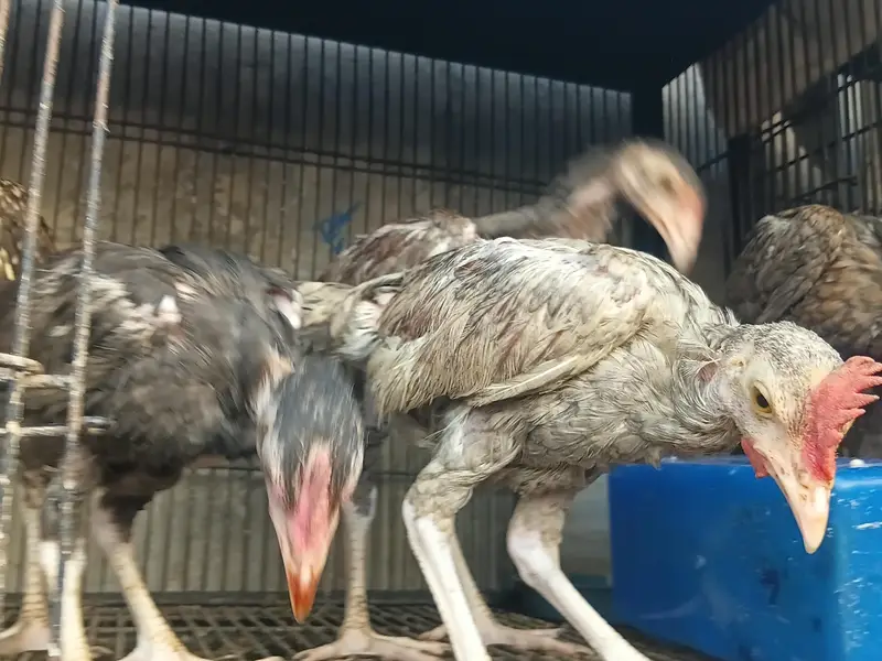 Lakha Aseel Rooster  — photo 7