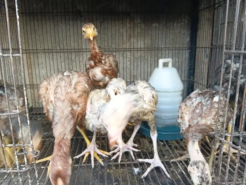 Lakha Aseel Rooster  — photo 8