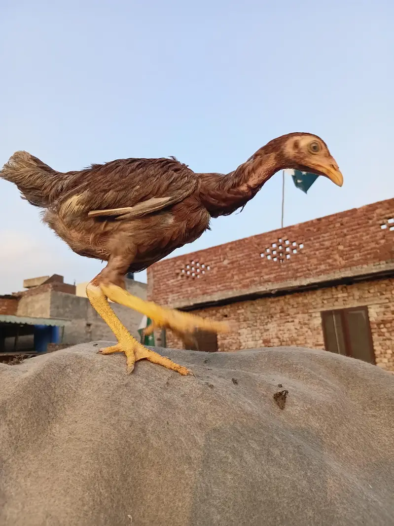 Lakha Aseel Rooster  — photo 9