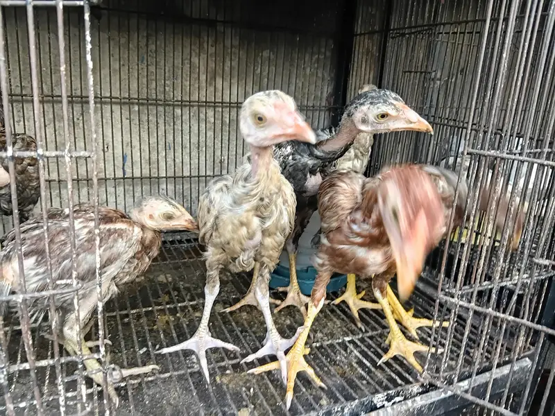 Lakha Aseel Rooster  — photo 10