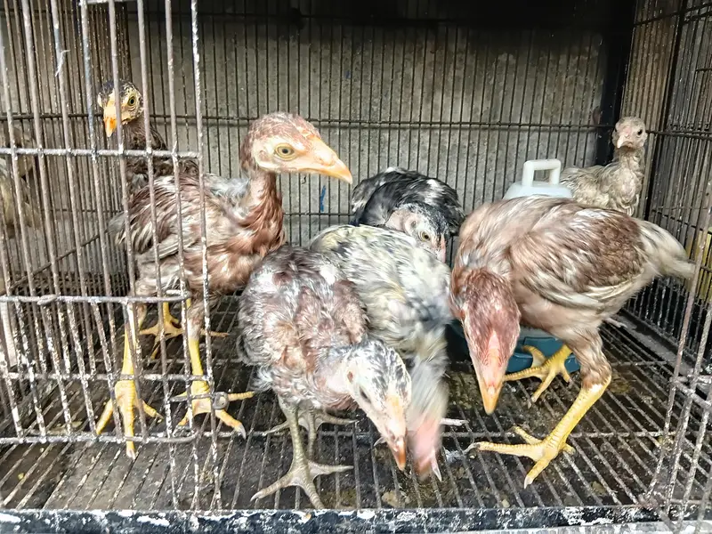 Lakha Aseel Rooster  — photo 11