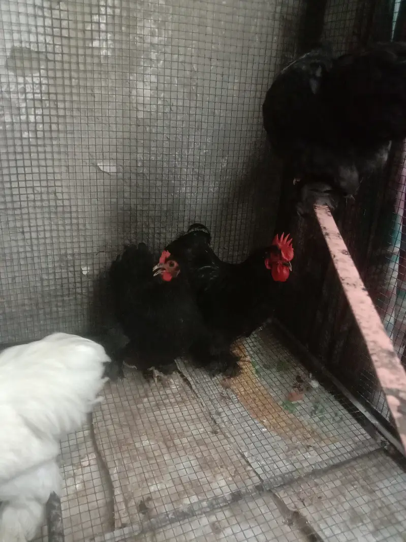 Cage for sale — photo 7