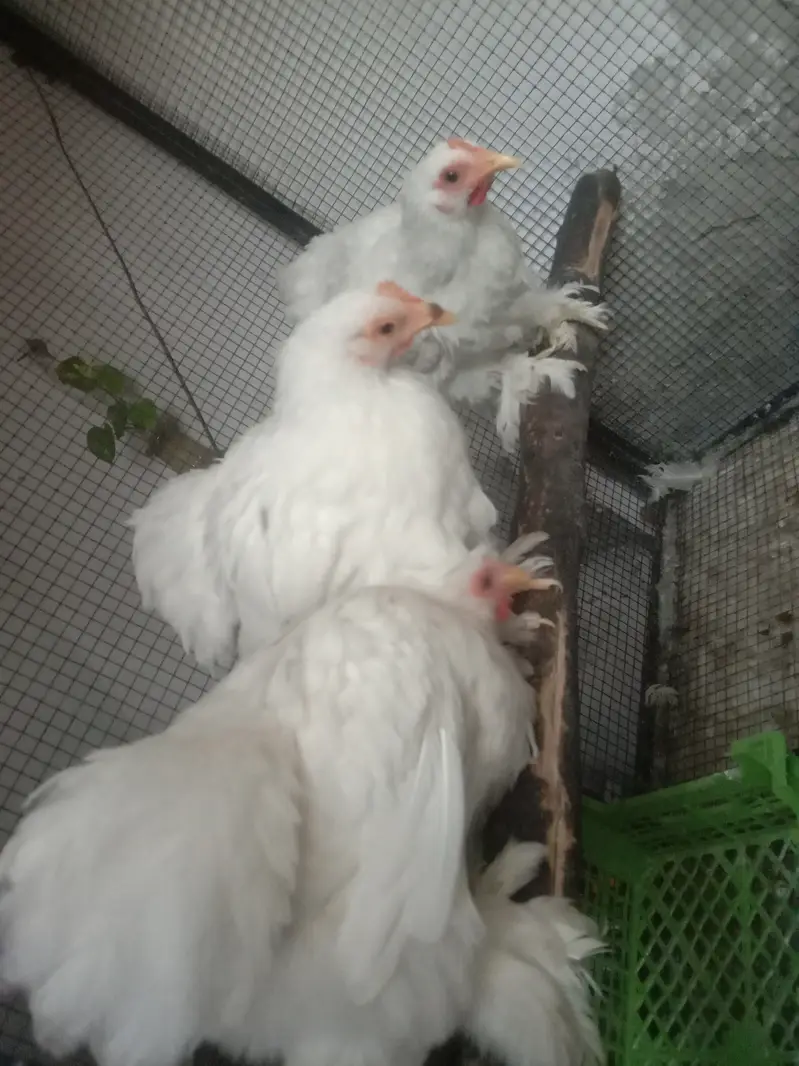 Cage for sale — photo 8