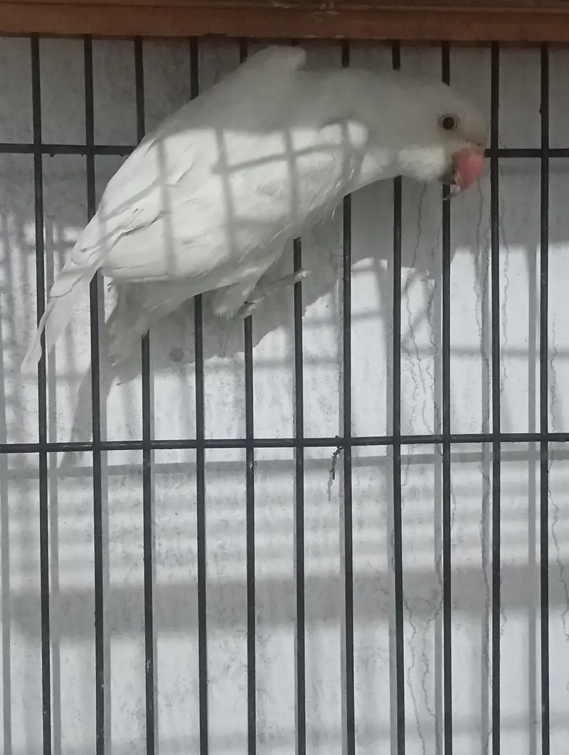 white albino female — photo 2