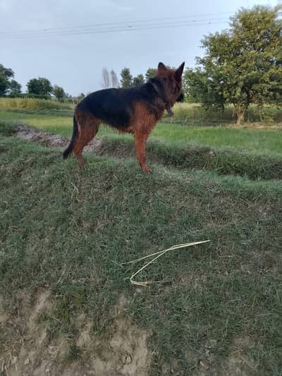 German shepherd female