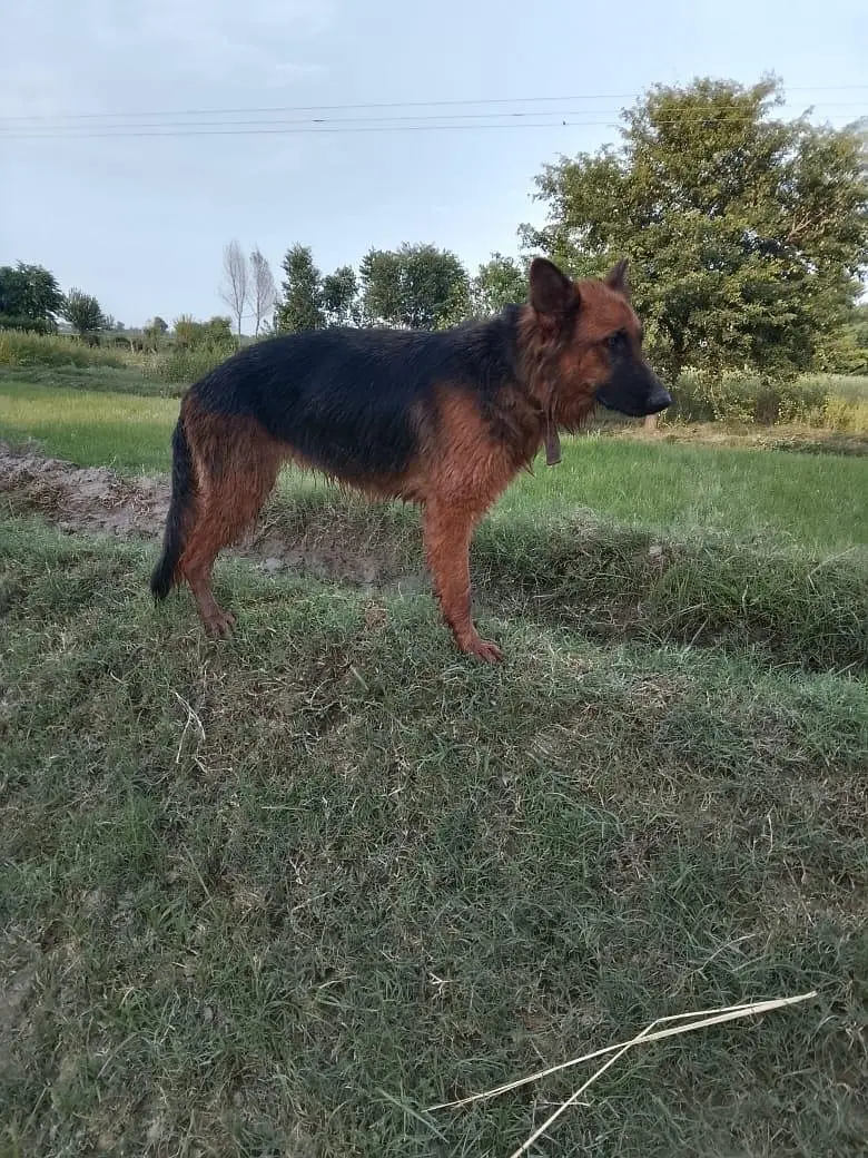 German shepherd female — photo 2