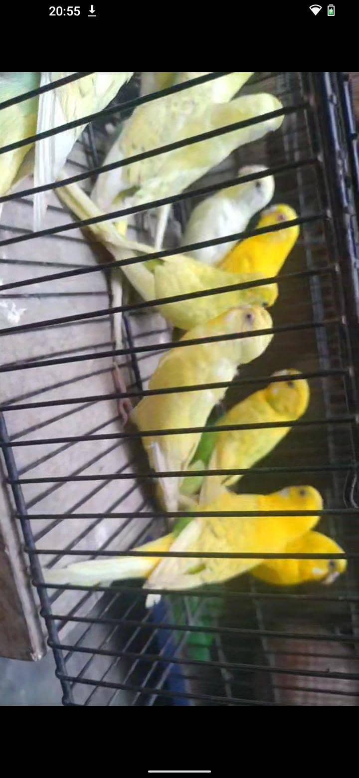 set up for sell 0