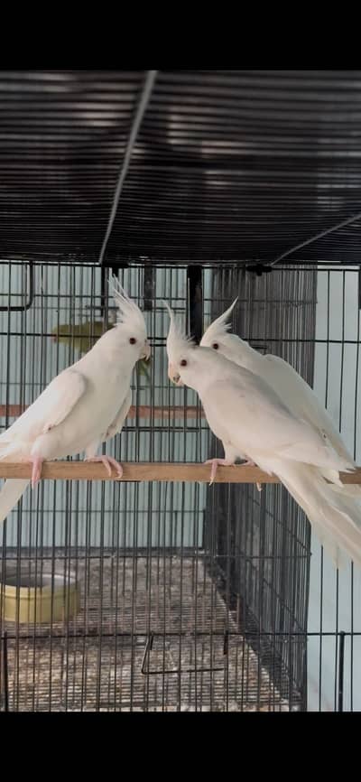 Breeder pair parrots