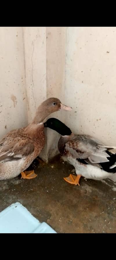 Duck Pair For sell