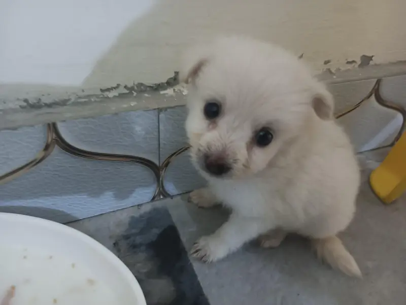 almost 34 days puppy