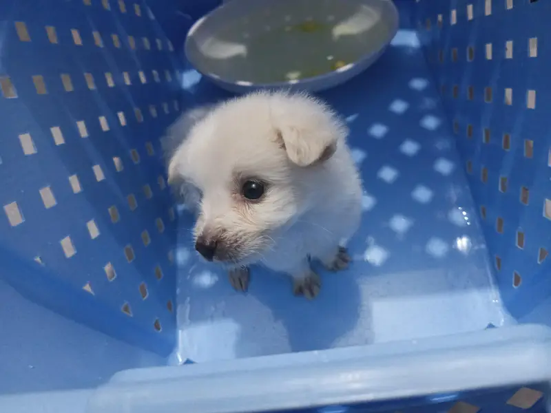 almost 34 days puppy — photo 2