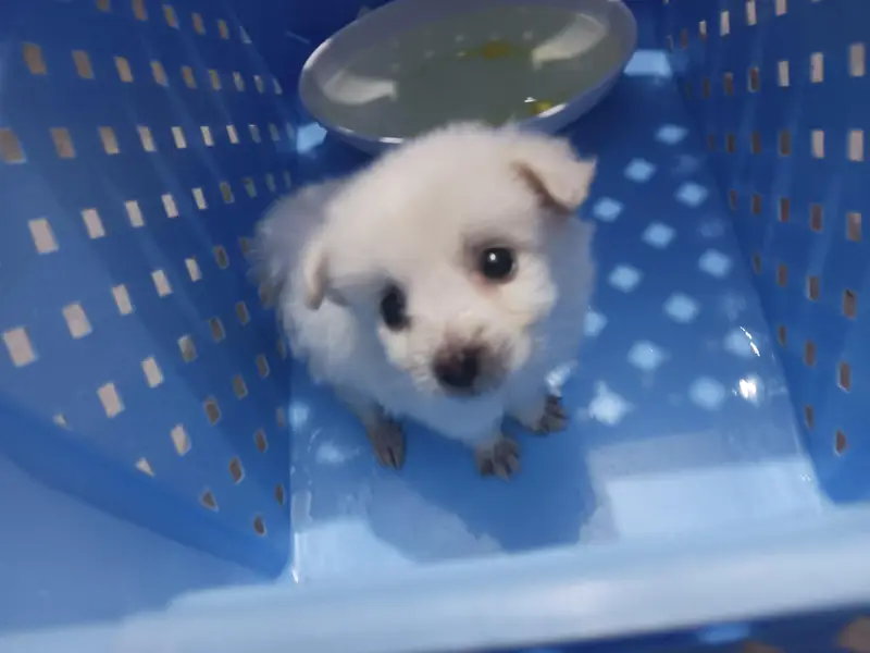 almost 34 days puppy — photo 3