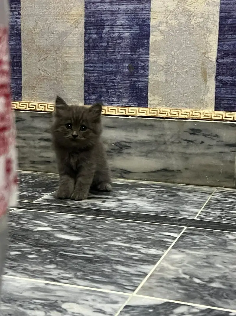 cat baby kitten — photo 2