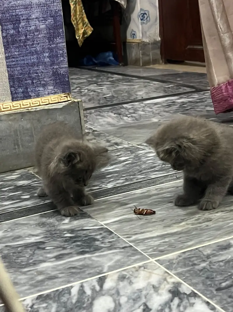 cat baby kitten — photo 3