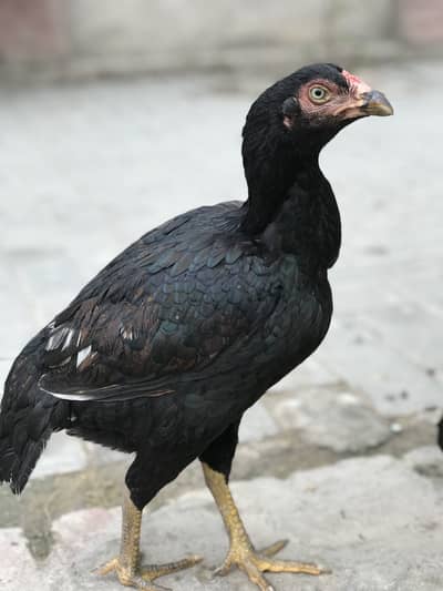 Lasani cross aseel hen