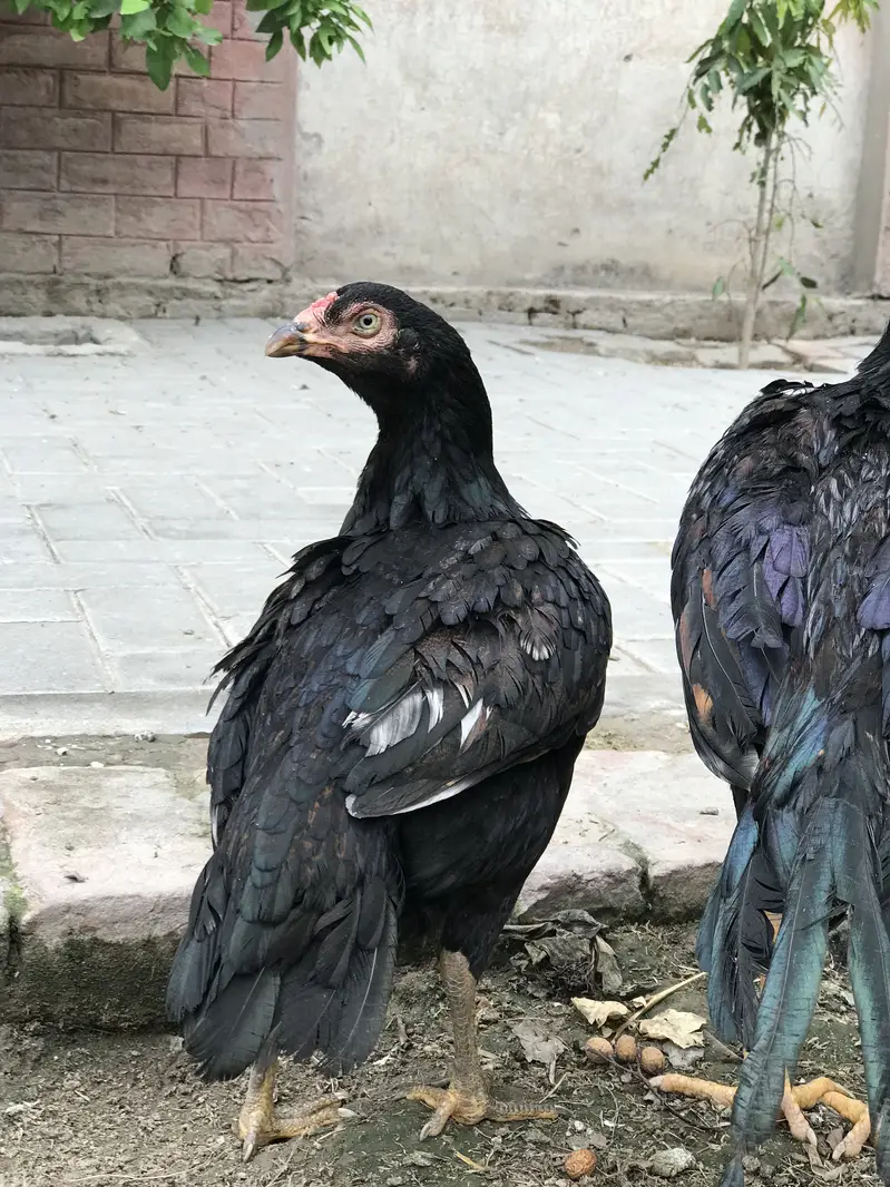 Lasani cross aseel hen — photo 2