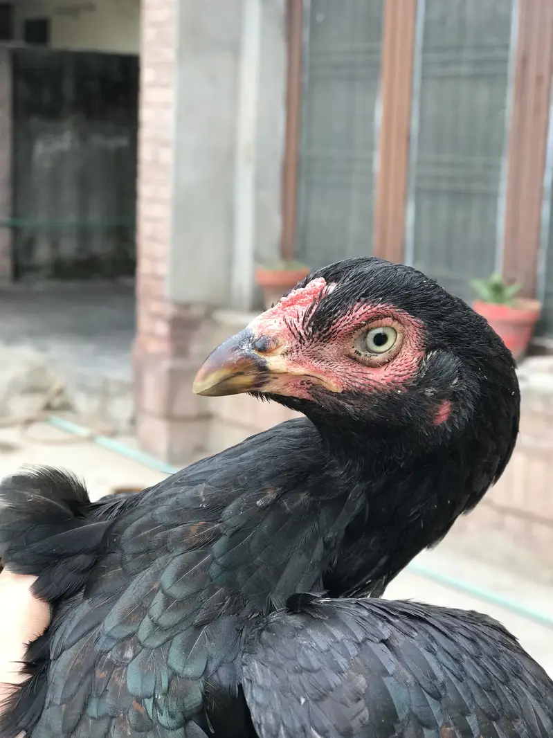 Lasani cross aseel hen — photo 3