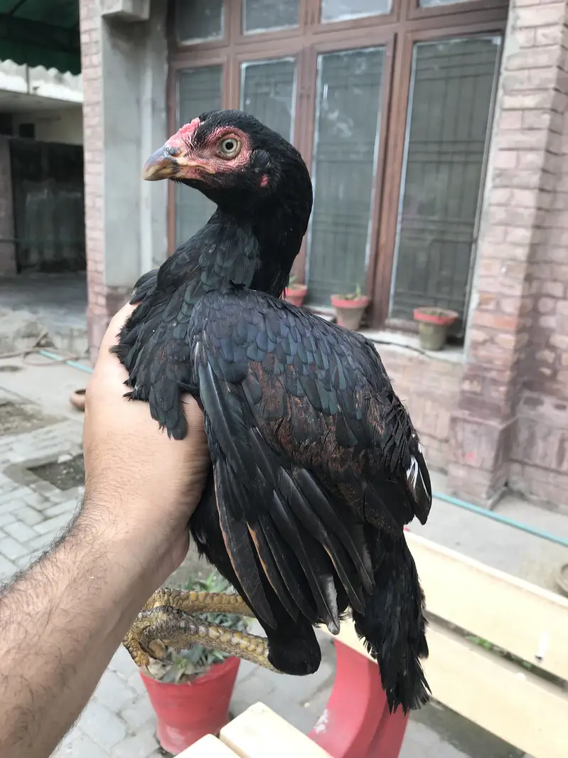 Lasani cross aseel hen — photo 4