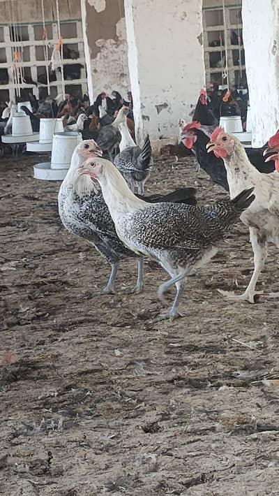 Golden Misri / Australorp / Fayoumi / Egyption Feyoumi