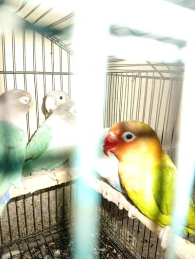 cocktels parrot