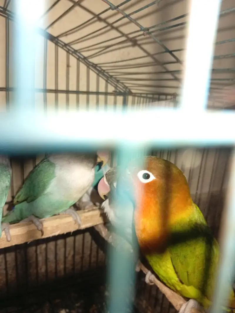 cocktels parrot — photo 2