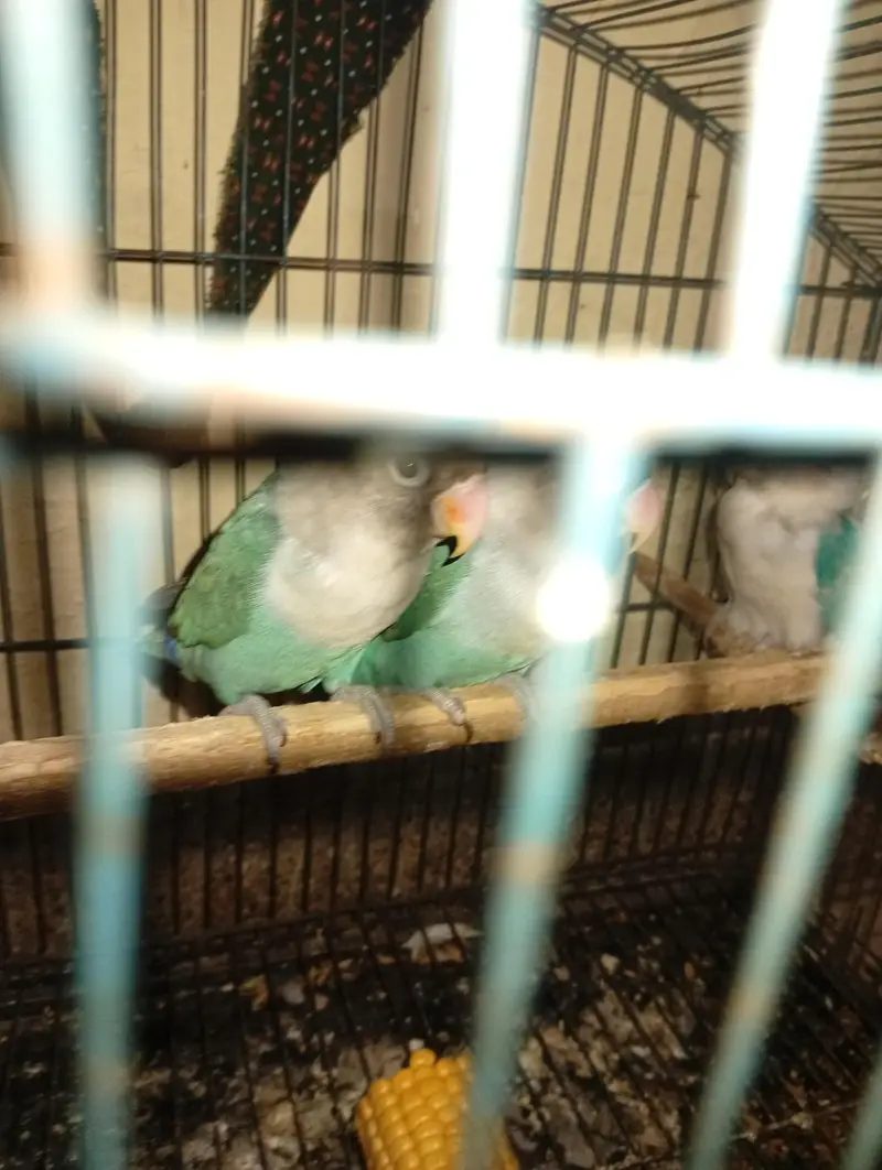 cocktels parrot — photo 3