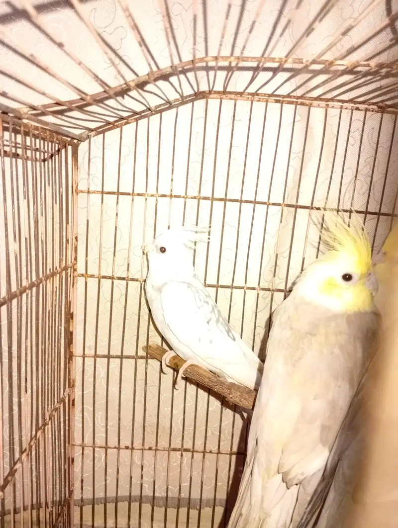 cocktels parrot — photo 5