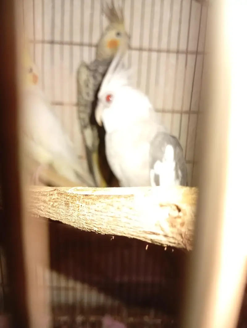 cocktels parrot — photo 7