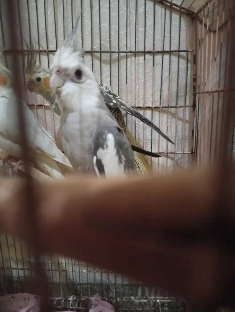 cocktels parrot — photo 8
