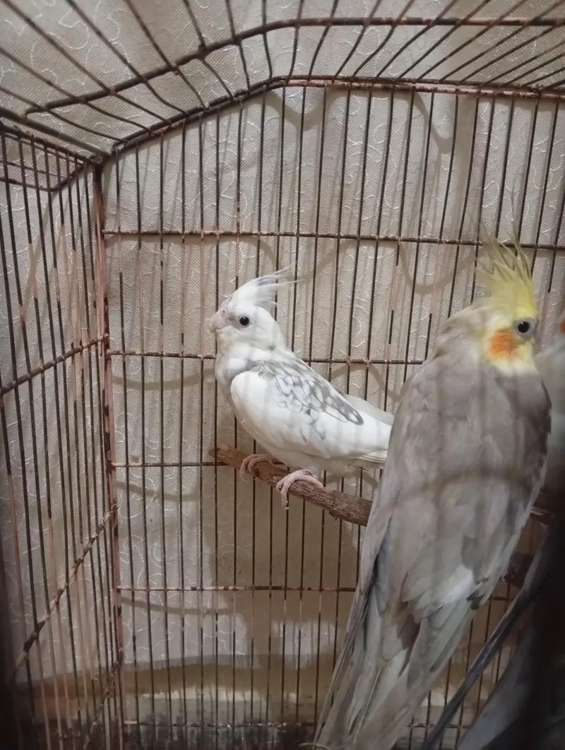 cocktels parrot — photo 9