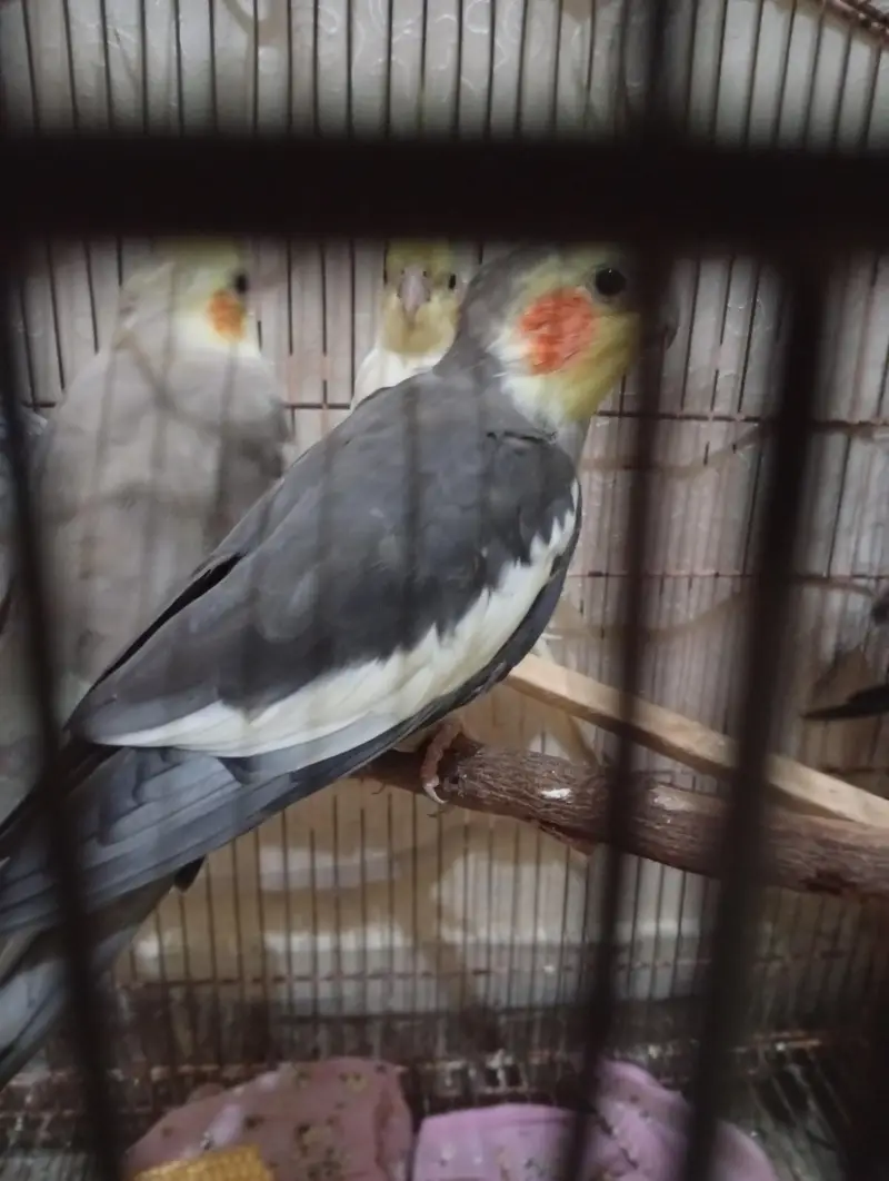 cocktels parrot — photo 10