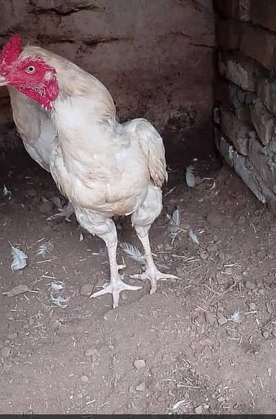 Heera Quality Male
