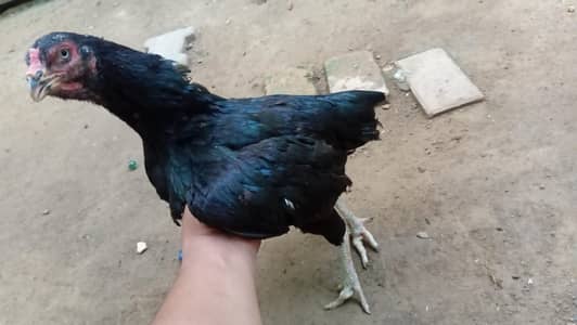Mashallah Very Beutiful Hen