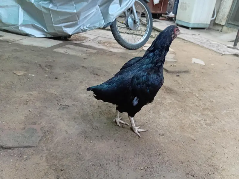 Mashallah Very Beutiful Hen — photo 2