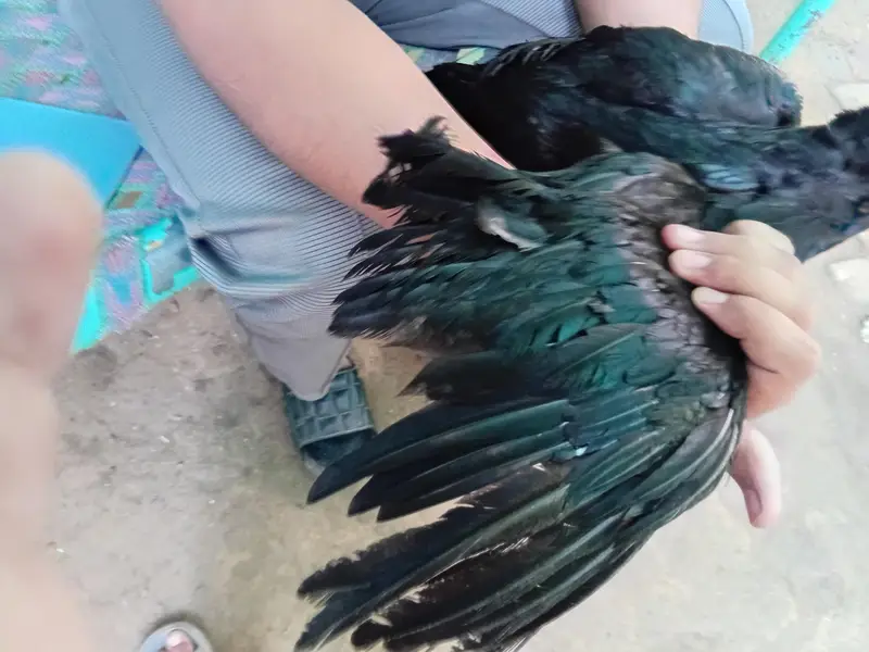 Mashallah Very Beutiful Hen — photo 3