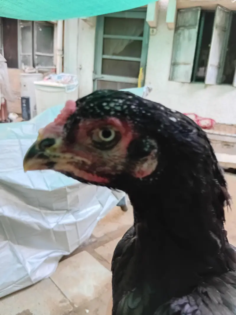 Mashallah Very Beutiful Hen — photo 4