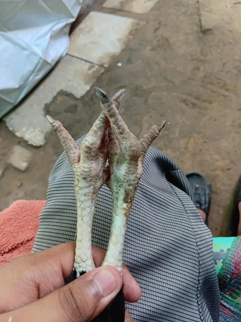 Mashallah Very Beutiful Hen — photo 5