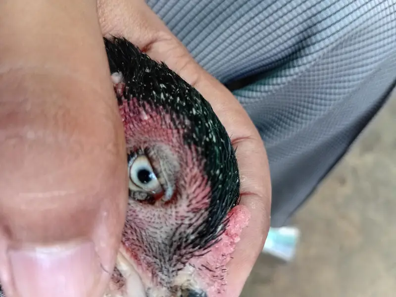 Mashallah Very Beutiful Hen — photo 6