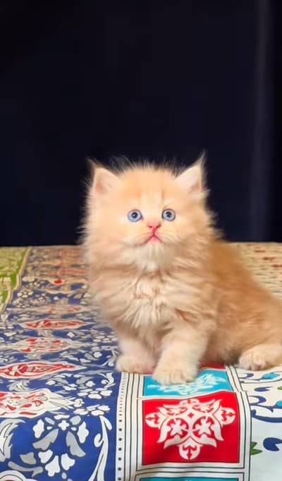 pure Persian cats vaccinated and healthy active WhatsApp/0344/6895398/