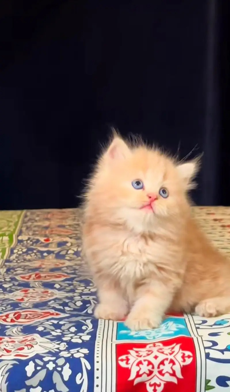 pure Persian cats vaccinated and healthy active WhatsApp/0344/6895398/ — photo 2