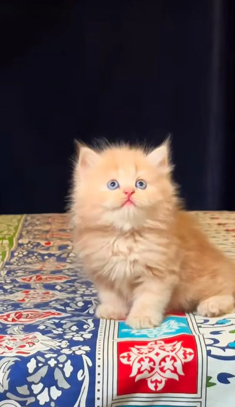 pure Persian cats vaccinated and healthy active WhatsApp/0344/6895398/ — photo 3