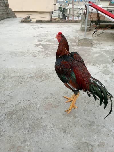Aseel murga mianwali