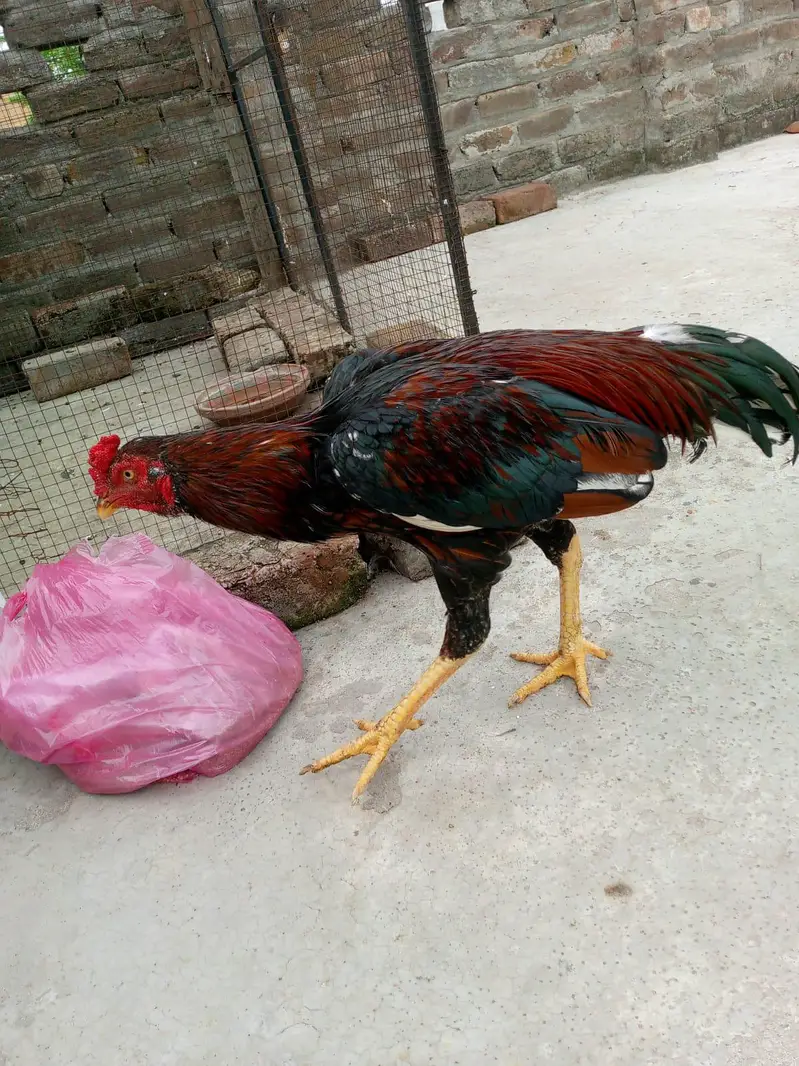 Aseel murga mianwali — photo 2
