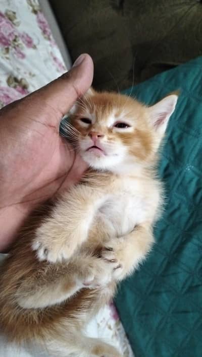 Persian kitten | Siamese | Blue Eyes | white| Cat | Persian | cat